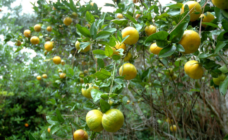Fiesta de la Citricultura