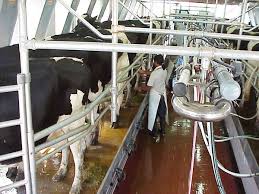 FIESTA PROVINCIAL DE LA LECHERÍA-EXPO SUIPACHA