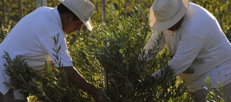 76° FIESTA DE LA OLIVICULTURA EN AIMOGASTA LA RIOJA